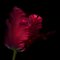 Ogphoto, Close Up, Side View of a Red Parrot Tulip, carta fotografica, Immagine 1