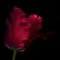 Ogphoto, primer plano, vista lateral de un tulipán loro rojo, papel fotográfico, Imagen 1