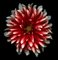 Ogphoto, Red and White Dahlia, Photographic Paper 1