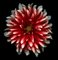 Ogphoto, Red and White Dahlia, Photographic Paper, Image 1