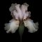 Ogphoto, Iris rosa aislado sobre fondo negro, papel fotográfico, Imagen 1