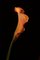 Yoko Okamoto, Orange Coloured Calla Lily, Photographic Paper 1