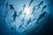 Rodrigo Friscione, silhouettierte Unterwasseransicht der seidigen Haie, die sich im Frühjahr für Paarungsrituale versammelt, Roca Partida, Revillagigedo, Mexiko, Fotopapier 1