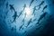 Rodrigo Friscione, Vista de silueta submarina de tiburones sedosos reunidos en primavera para los rituales de apareamiento, Roca Partida, Revillagigedo, México, Papel fotográfico, Imagen 1