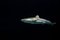 Ruijie Shao / Eyeem, Primer plano de un tiburón nadando bajo el mar, Papel fotográfico, Imagen 1