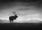 Stijn Dijkstra / Eyeem, Silhouette Horned Animal on Landscape, Paper Photo, Immagine 1