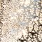 Lampada Domino rettangolare Arabesque 170 70 Da Parete in acciaio e cristallo di Vgnewtrend, Immagine 6