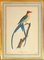 Jean-Gabriel Priest, The Fork-Tailed Flycatcher, Lithographie Originale, 1807 1