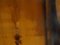 Cassettiera lombarda in legno di ciliegio, Immagine 42