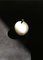 Apl Apple Skulptur aus Alabaster und Messing von Edouard Sankowski für Krzywda mit poliertem Naturmessing und weißem durchscheinendem Alabaster 4