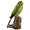 Hand-Painted Faience Figure by Jeanne Grut for Royal Copenhagen, Budgerigar 1