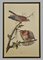 Grandes Etudes Ornithologiques d'Oiseaux, Set de 2 8