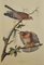 Large Ornithological Studies of Birds, Set of 2 3