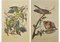 Large Ornithological Studies of Birds, Set of 2, Image 1