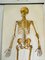 Vintage German Anatomical Poster, 1950s 4