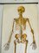 Vintage German Anatomical Poster, 1950s, Image 4