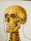 Vintage German Anatomical Poster, 1950s, Image 7