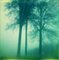 Mélanie Patris, Trees in the Fog, Belgio, 2015, Pigment Print, Immagine 1