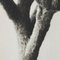 Karl Blossfeldt, Black & White Flower, 1942, Photogravure, Image 11