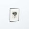 Karl Blossfeldt, Black & White Flower, 1942, Photogravure, Image 3