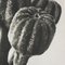 Karl Blossfeldt, Black & White Flower, 1942, Photogravure 8