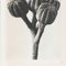 Karl Blossfeldt, Black & White Flower, 1942, Photogravure, Image 6