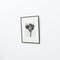 Karl Blossfeldt, Fleur Noire et Blanche, 1942, Photogravure 4