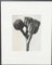 Karl Blossfeldt, Black & White Flower, 1942, Photogravure 1