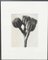 Karl Blossfeldt, Fleur Noire et Blanche, 1942, Photogravure 1