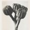 Karl Blossfeldt, Black & White Flower, 1942, Photogravure 5