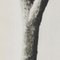 Karl Blossfeldt, Fleur Noire et Blanche, 1942, Photogravure 12