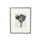 Karl Blossfeldt, Black & White Flower, 1942, Heliogravüre 13