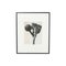 Karl Blossfeldt, Black & White Flower, 1942, Photogravure, Image 13