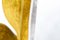 Silla New Panse inglesa de tela amarilla y gris con patas de roble de VGnewtrend, Imagen 6