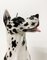 Vintage Italian Ceramic Dog, 1990s 3