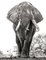 Fotografía de Vicki Jauron, Babylon and Beyond, A Portrait of an African Elephant Named Boswell en Mana Pools, Zimbabwe, Imagen 1