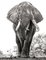 Vicki Jauron, Babylon and Beyond Photography, A Portrait of a African Elephant Named Boswell at Mana Pools, Simbabwe, Photographie 1