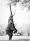 Vicki Jauron, Babylon und jenseits Fotografie, geschickte afrikanische Elefanten hoch an Mana Pools, Simbabwe, Fotografie 1