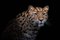 Westend 61, Porträt von Amur Leopard vor schwarzem Hintergrund, Fotografie 1