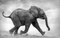 Fotografia di Vicki Jauron, Babylon and Beyond, Elephant Calf on the Run e Kicking Up Dust in bianco e nero a Samburu, Kenya, Immagine 1