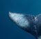 Sérénité de Baleines à Bosse, Tirage d’Art Limité, Photographie Sous-Marine, 2021 2