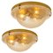 Glass and Brass Wall Sconce or Flush Mounts Cosack Lights, Germany, 1970s 1