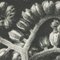 Karl Blossfeldt, Fiore bianco e nero, 1942, Immagine 10