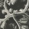 Karl Blossfeldt, Black & White Flower, 1942, Photogravure, Image 13