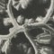 Karl Blossfeldt, Fiore bianco e nero, 1942, Immagine 13
