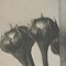 Karl Blossfeldt, Black & White Flower, 1942, Photogravure 8