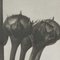 Karl Blossfeldt, Black & White Flower, 1942, Photogravure 9