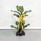 Mid-Century Italian Modern Wooden Sculpture of a Banana Plant, 1950s 2