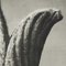 Karl Blossfeldt, Flower, 1942, Heliograbado en blanco y negro, enmarcado, Imagen 11