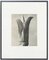 Karl Blossfeldt, Flower, 1942, Black & White Heliogravure, Framed 1